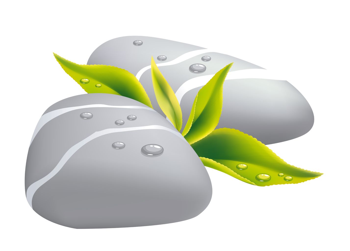 11599437 - two grey pebbles with fresh leaf. vector illustration.